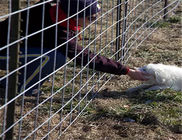 3D Dây thép cong Hàng rào Lưới 50mm Hình chữ nhật Loại trang trại cho thức ăn chăn nuôi