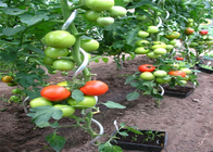 Đường kính 5mm Dây trồng cà chua Chiều cao 1,6m Hình xoắn ốc mạ kẽm