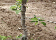Dụng cụ ép nhánh cây mạ kẽm dài 13CM Sử dụng cây Furit
