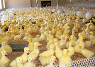 Mặc lưới kháng gia cầm bằng nhựa cho gà ăn và bảo vệ động vật